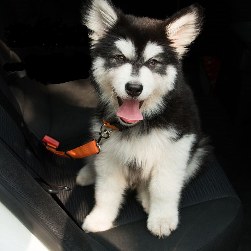 Adjustable Dog Car Seat Belt - Image 5